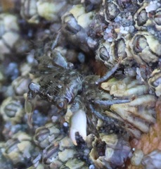 Pachygrapsus