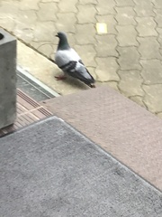 Columba livia domestica