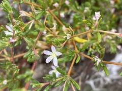 Frankenia pauciflora