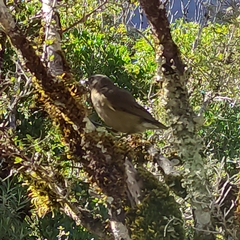 Anthornis melanura