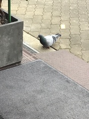 Columba livia domestica