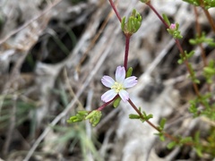 Frankenia pauciflora