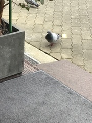 Columba livia domestica