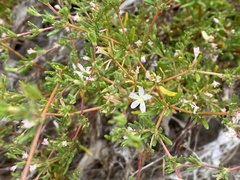 Frankenia pauciflora
