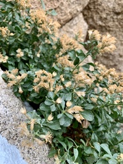 Ericameria cuneata spathulata