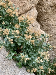 Ericameria cuneata spathulata