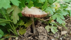 Volvopluteus gloiocephalus