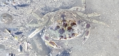 Carcinus maenas