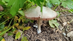 Volvopluteus gloiocephalus