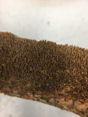 Hydnoporia olivacea image