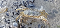 Carcinus maenas