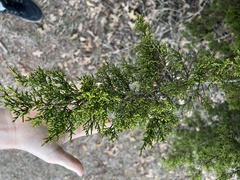 Juniperus ashei