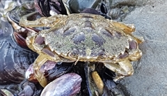 Carcinus maenas