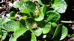 Salix nivalis