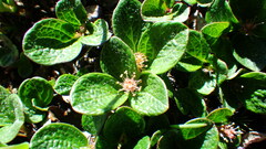 Salix nivalis