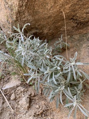 Pseudognaphalium