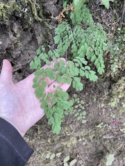 Adiantum andicola