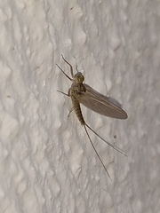 Callibaetis pictus