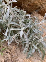 Pseudognaphalium
