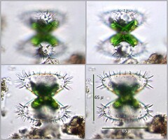 Staurastrum polytrichum