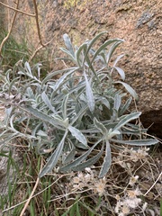 Pseudognaphalium