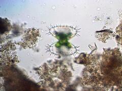 Staurastrum polytrichum