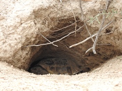 Gopherus flavomarginatus