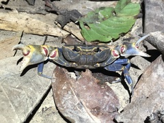 Demanietta khirikhan