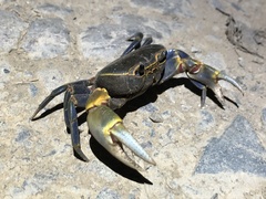 Demanietta khirikhan