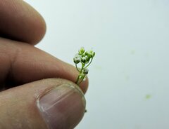 Arabis eschscholtziana