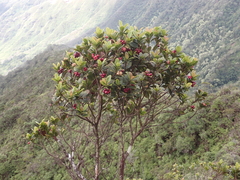 Syzygium sandwicense