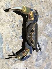 Demanietta khirikhan