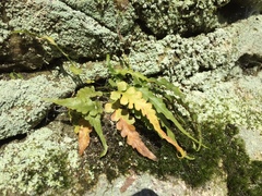 Asplenium pinnatifidum