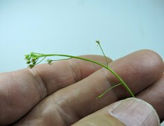 Arabis eschscholtziana