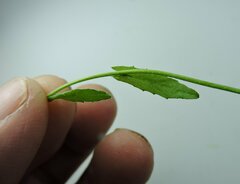 Arabis eschscholtziana