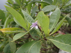 Scaevola gaudichaudiana