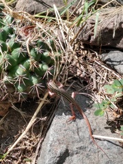 Aspidoscelis gularis