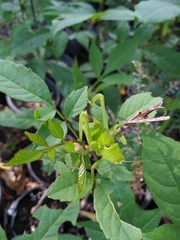 Stilpnochlora