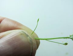 Arabis eschscholtziana