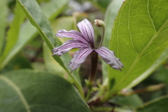 Scaevola gaudichaudiana
