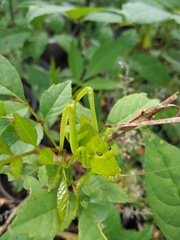 Stilpnochlora