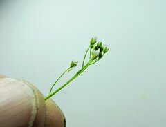 Arabis eschscholtziana