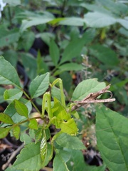 Stilpnochlora