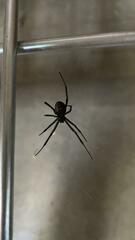 Latrodectus mactans