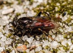 Chalcosyrphus libo