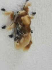 Megalopyge opercularis