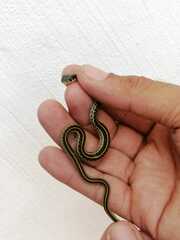 Thamnophis eques