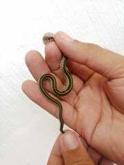 Thamnophis eques