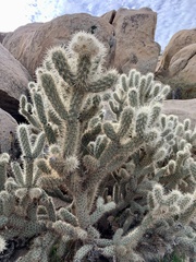 Cylindropuntia wolfii