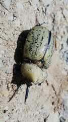 Dynastes hyllus